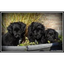 Poedel M x Boomer kruising pups