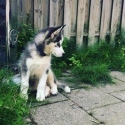 Siberische Husky pup