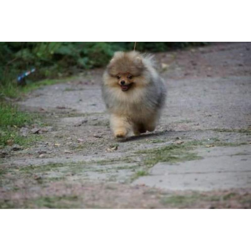 Zeer mooi Reutje Pomeranian/Pomeriaan/Dwergkeesje/FCI