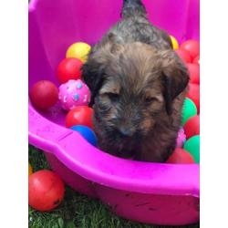 Briard pup pups