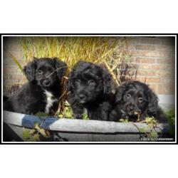 Poedel M x Boomer kruising pups