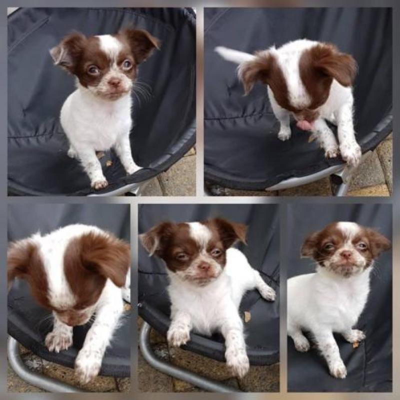 Nu compleet ingeënt! Chihuahua langhaar teefje pup!