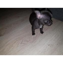Chihuahua pups te koop!! Nog 3 beschikbaar