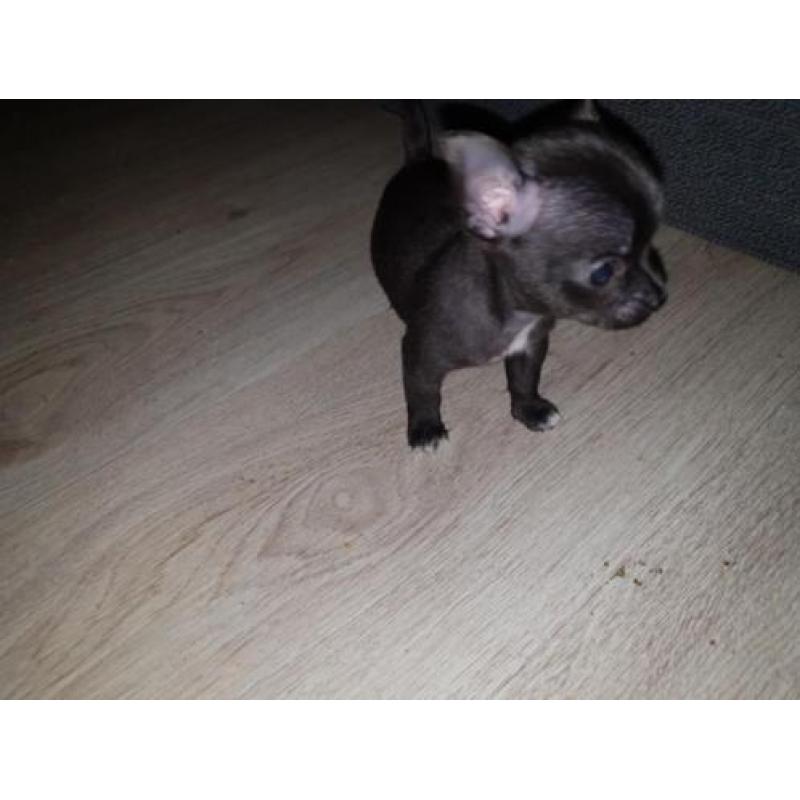 Chihuahua pups te koop!! Nog 3 beschikbaar