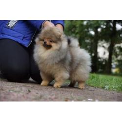 Zeer mooi Reutje Pomeranian/Pomeriaan/Dwergkeesje/FCI