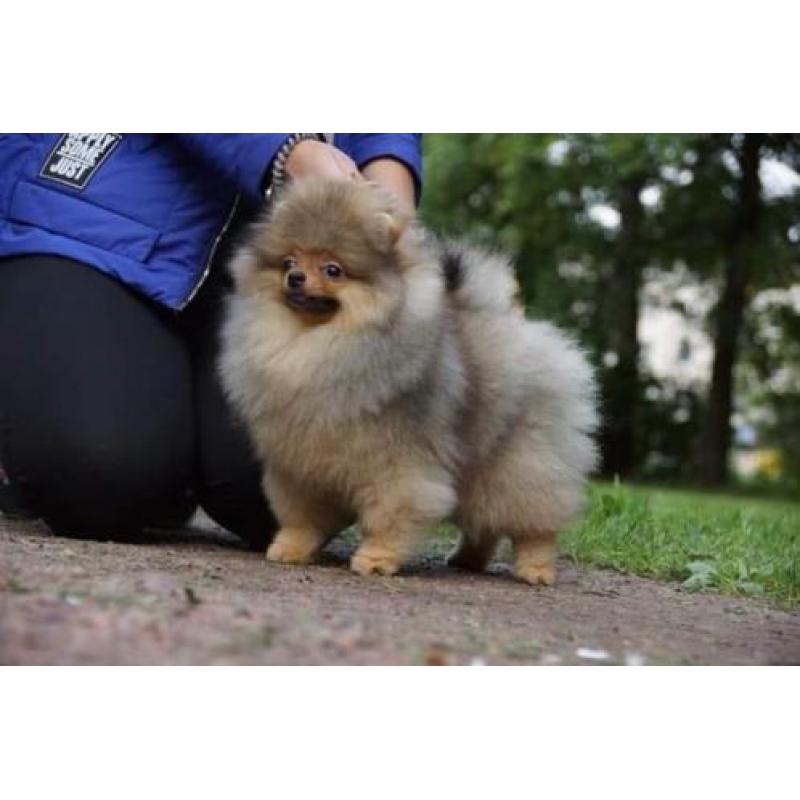 Zeer mooi Reutje Pomeranian/Pomeriaan/Dwergkeesje/FCI
