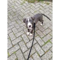 Nog een pup