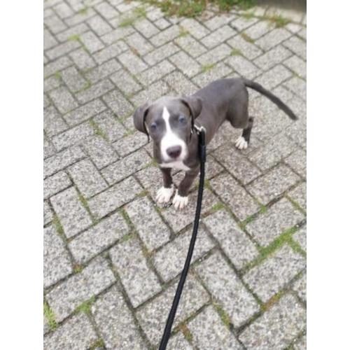 Nog een pup