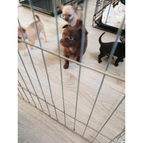 Chihuahua pups te koop!! Nog 3 beschikbaar