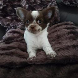 Nu compleet ingeënt! Chihuahua langhaar teefje pup!