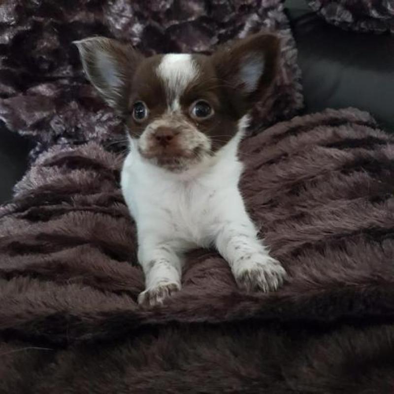 Nu compleet ingeënt! Chihuahua langhaar teefje pup!