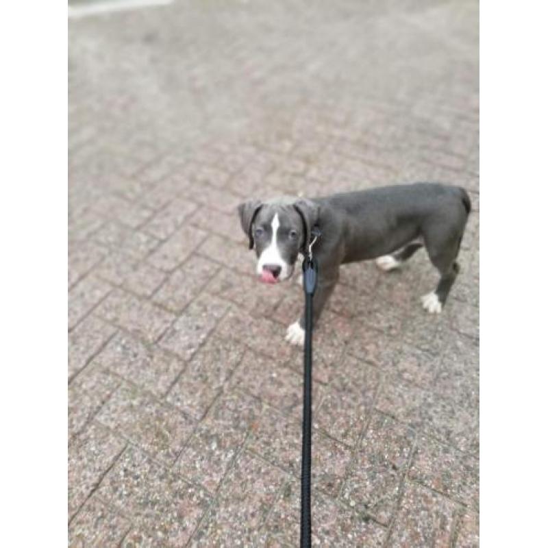 Nog een pup