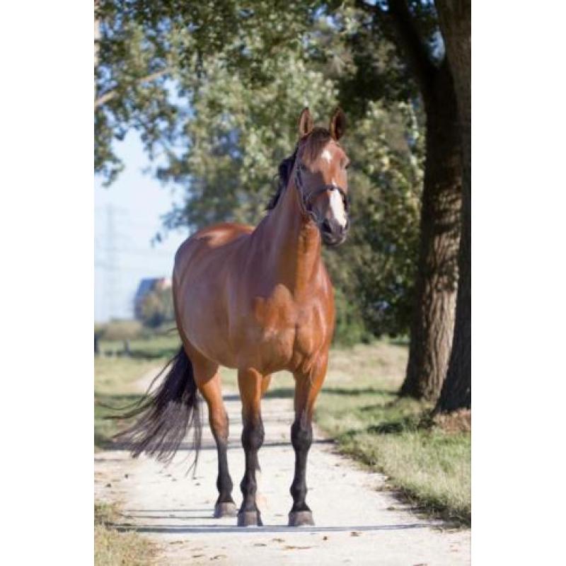 Wie biedt deze mooie 15-jarige ruin een goed tehuis?