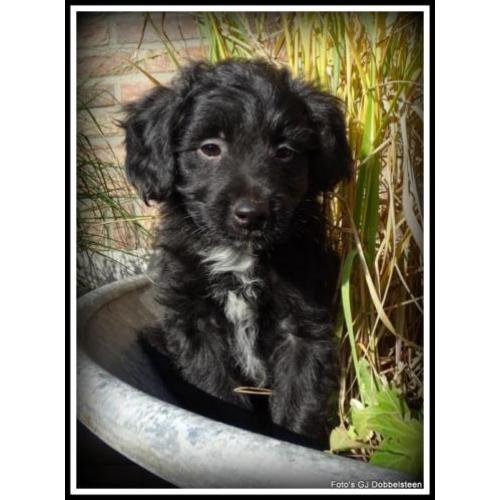 Poedel M x Boomer kruising pups