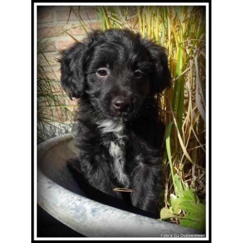 Poedel M x Boomer kruising pups