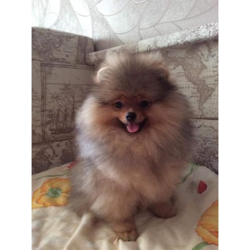 Zeer mooi Reutje Pomeranian/Pomeriaan/Dwergkeesje/FCI