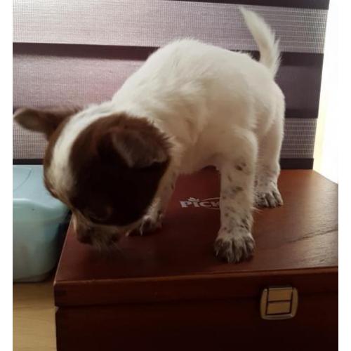 Nu compleet ingeënt! Chihuahua langhaar teefje pup!
