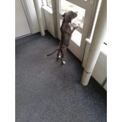 Nog een pup