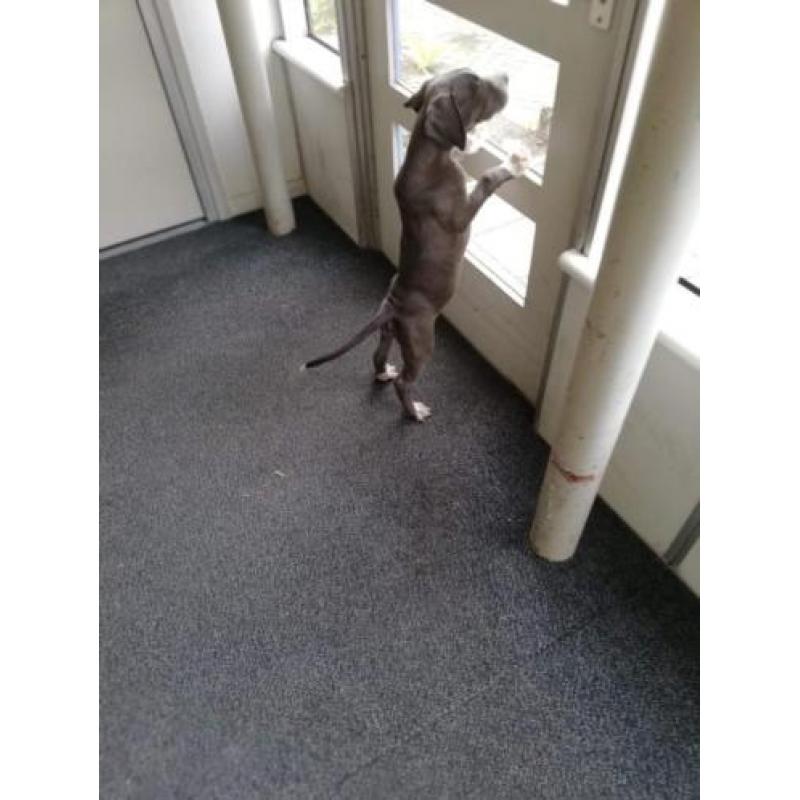 Nog een pup