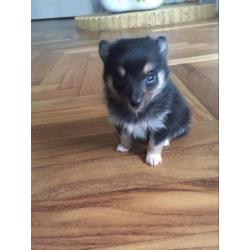 Pomsky F1b kruising