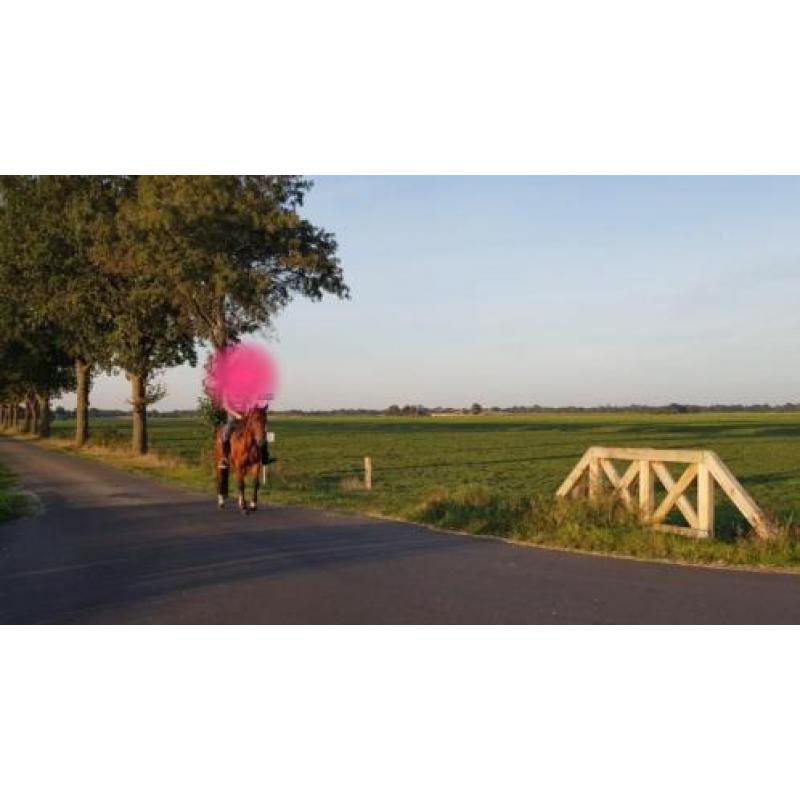 braaf recreatie paard