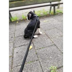 Nog een pup