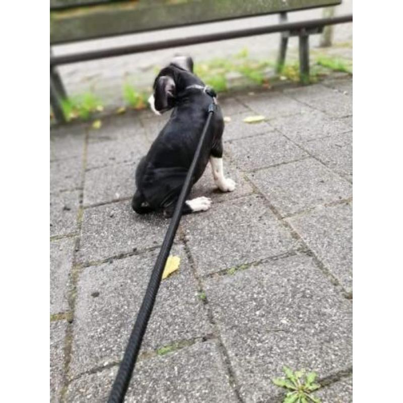 Nog een pup