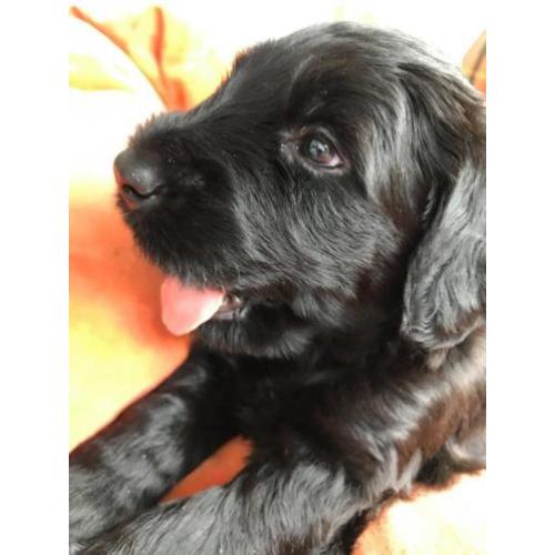 Briard pup pups