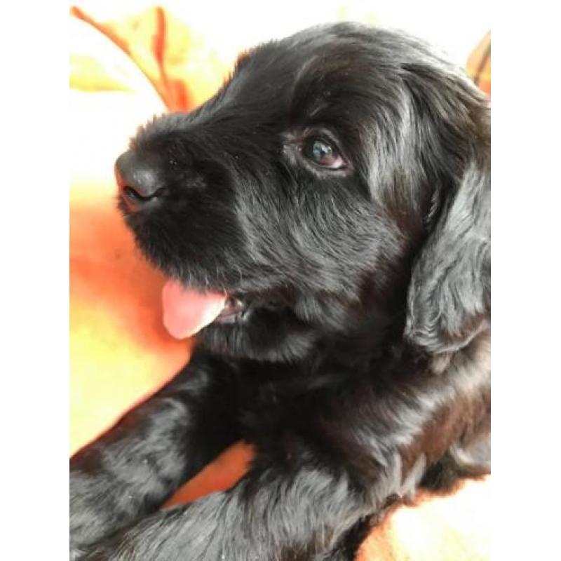 Briard pup pups