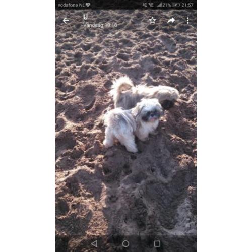 Shih tzu