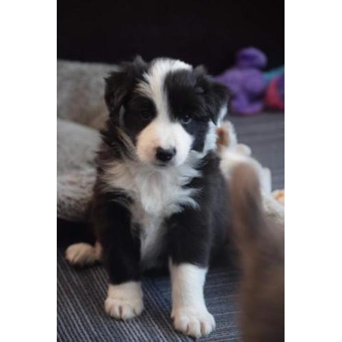 Nog 1 border collie reutje op zoek naar een goed te huis
