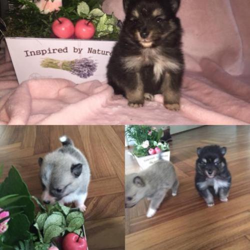 Pomsky F1b kruising