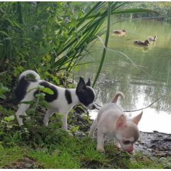 chihuahua pup Gipsy bont zwart/wit