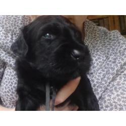 Briard pup pups