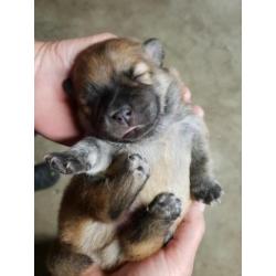 Teddy Dog