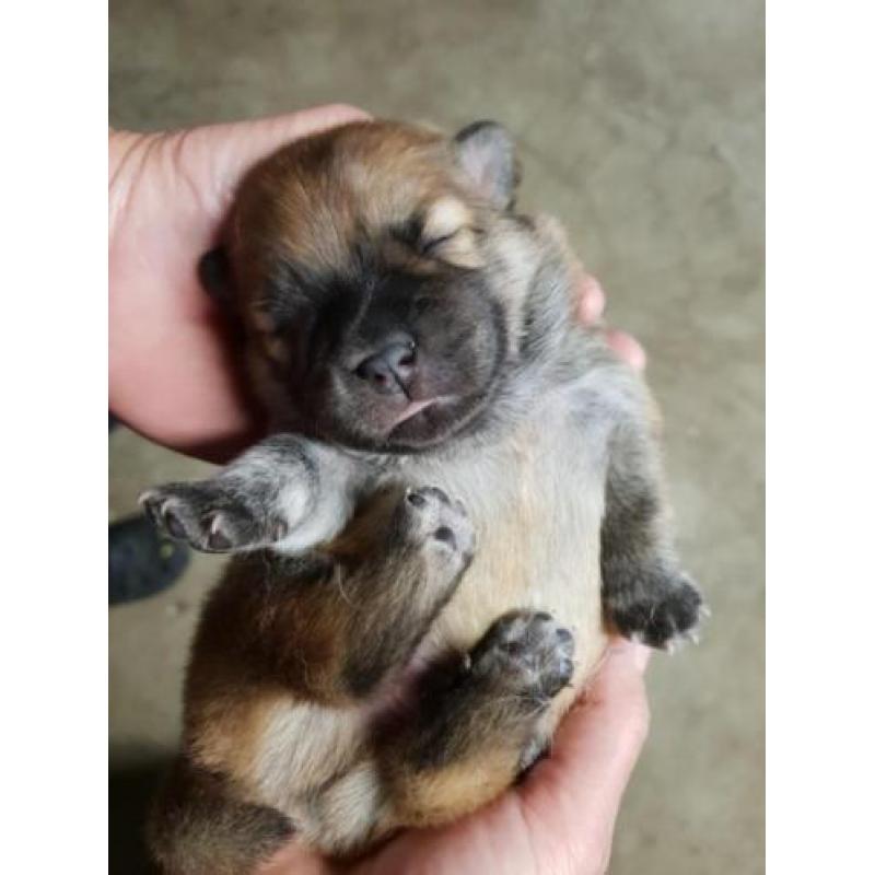 Teddy Dog